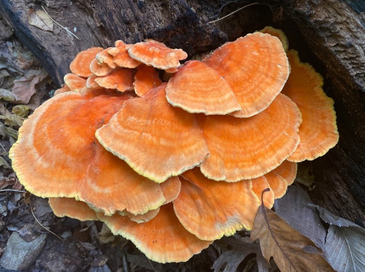 Chicken-of-the-woods Mushroom